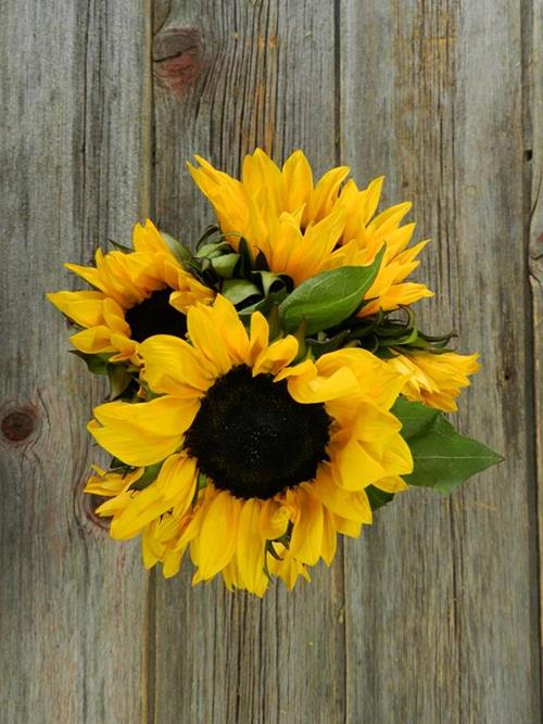 CALIFORNIA YELLOW SUNFLOWERS WITH BLACK CENTERS